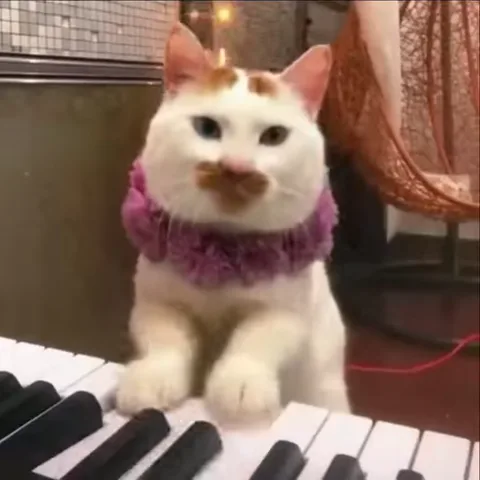 Анимация кота с усами, играющего на пианино в фиолетовом воротнике.