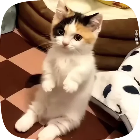 Анимация маленького белого котёнка с чёрными и рыжими пятнами, который стоит вертикально и машет лапками.