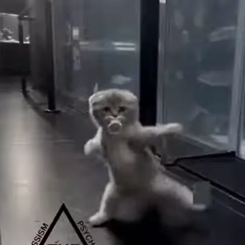 Котёнок стоит на задних лапах и двигает передними, имитируя танец.