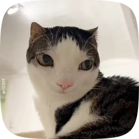 Крупный план морды полосатого кота, который спокойно и внимательно смотрит вперед.