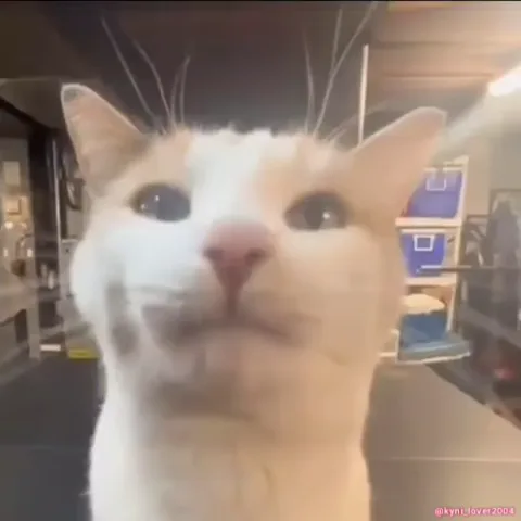 Кот высунул язык и смотрит в камеру.
