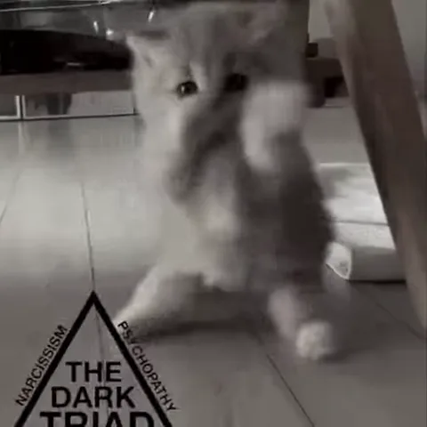 Черно-белая анимация с котятами в шапках и логотипом The Dark Triad