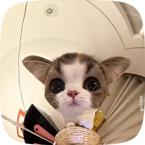Анимация котёнка в корзине, который быстро поворачивает голову влево и вправо.