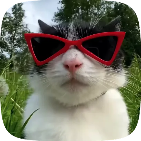 Анимация кота в красных солнцезащитных очках, который нюхает стебель травы на фоне зелёной лужайки.