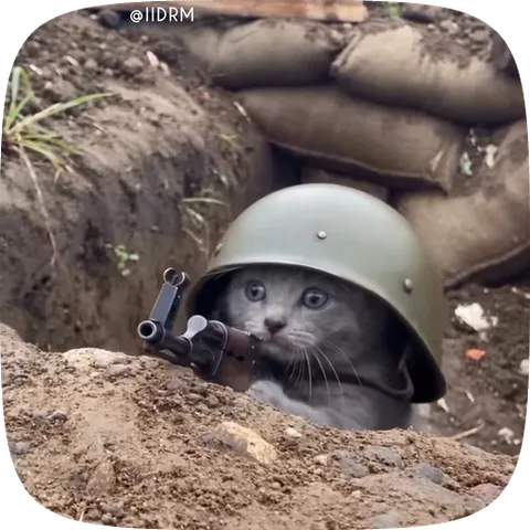 Серый кот в военной каске сидит в окопе за мешками с песком, держит лапами винтовку и выглядывает наружу.