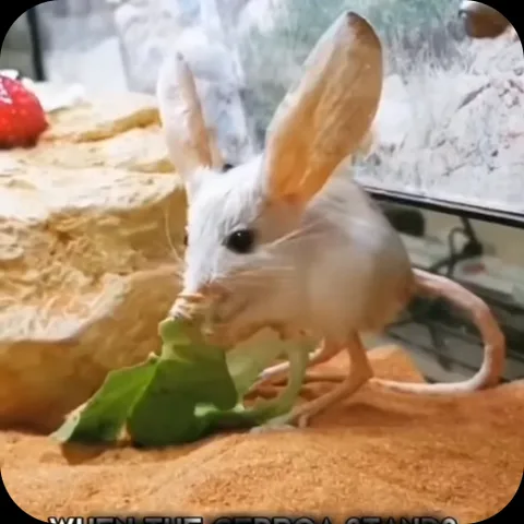 Тушканчик ест листик