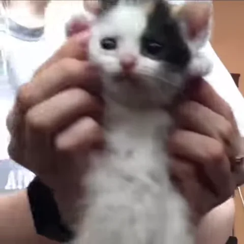 Маленький черно-бело-рыжий котёнок в человеческих руках, которому сжимают щёки.