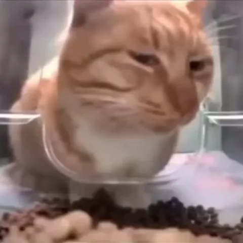 Крупный план рыжего кота, который хмурится, глядя на еду в прозрачной миске.