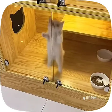 Анимация с котенком, который стоит на задних лапах и машет передними лапками, опираясь на стекло.