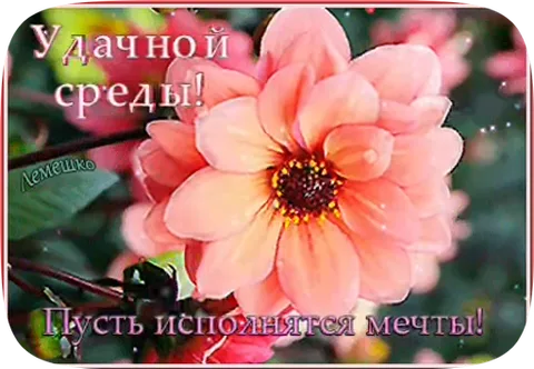 Крупный план розового цветка с текстом «Удачной среды! Пусть исполнятся мечты!»