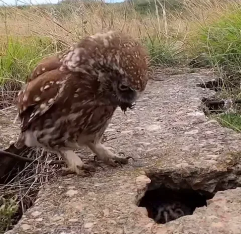 Сова наклонилась к норе и вытаскивает из нее маленького совенка.