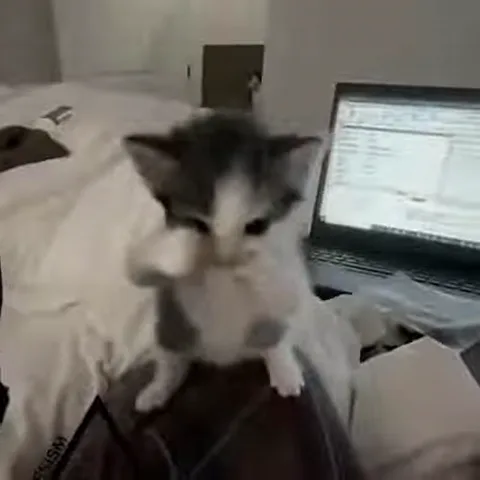 Нарезка видео с котятами, которые стоят на задних лапах и активно машут передними лапками, имитируя танец.