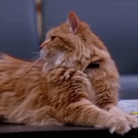 Крупный план рыжего длинношерстного кота, который медленно поворачивает голову в сторону зрителя.