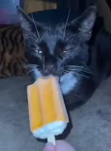 Кот лижет эскимо