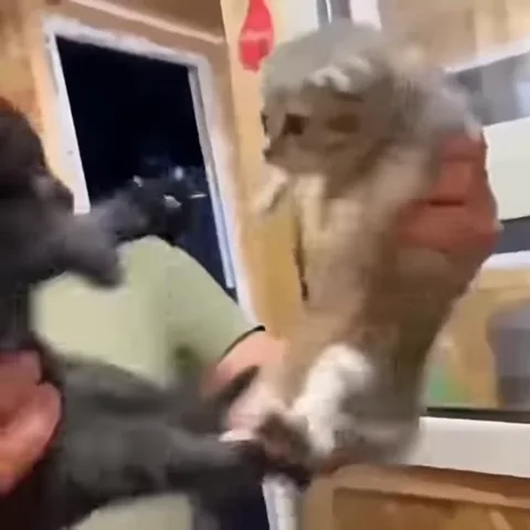 Маленький серый котёнок пытается обнять чёрного котёнка, которого держит человек.
