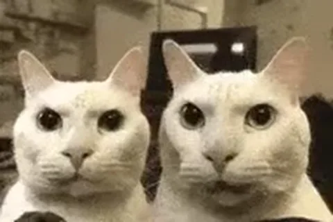 Две белые кошки с большими глазами смотрят в объектив камеры, одна из них двигает головой.