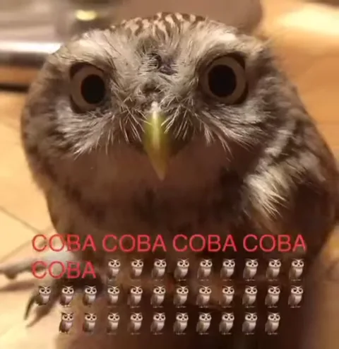 Сова крупным планом смотрит в камеру, внизу надпись COBA и ряды маленьких сов.