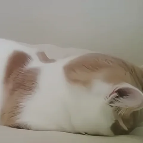 Спящий рыже-белый кот на светлом фоне, который во сне подрагивает ушами.