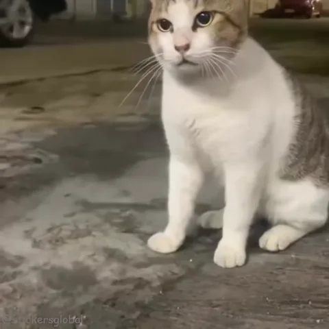 Сидящий на дороге бело-рыжий кот с любопытством озирается по сторонам.