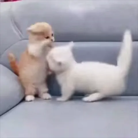 Два котенка играют на диване, один пытается укусить другого за лапку.