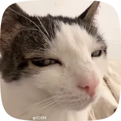 Крупный план морды кота, который щурится и слегка наклоняет голову.