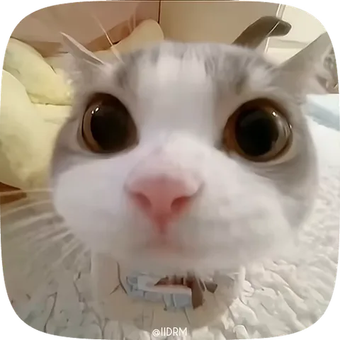 Крупный план морды белого кота с огромными зрачками и ошейником, смотрящего на зрителя.