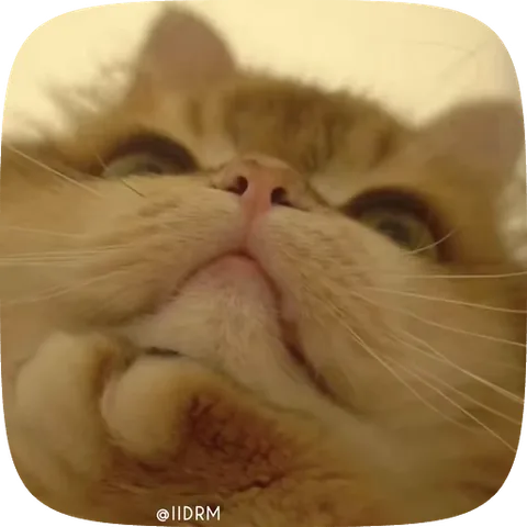 Анимация рыжего кота, который смотрит вверх снизу.