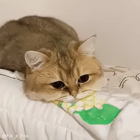 Кот с печальным выражением морды лежит на белой постели.