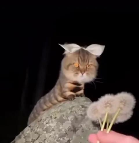 Кошка с длинным телом и белым бантом дует на одуванчик в руке человека.