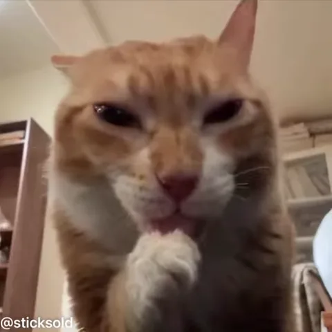 Крупный план рыжего кота, который жмурится и облизывает свою белую лапу.
