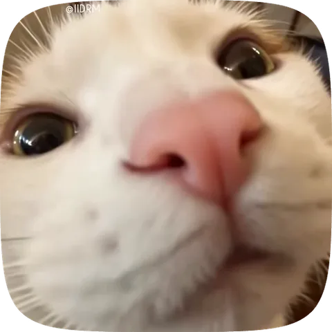 Крупный план морды белого кота, который высовывает язык и облизывает свой розовый нос.