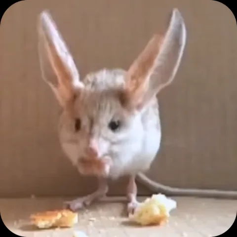 Тушканчик ест