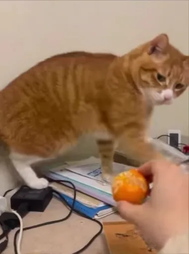 Кот отбивает лапой руку человека, держащую мандарин.