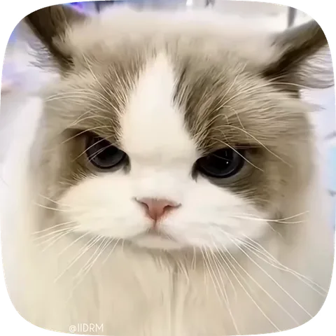 Анимация кота с сердитой мордой, который смотрит прямо на зрителя