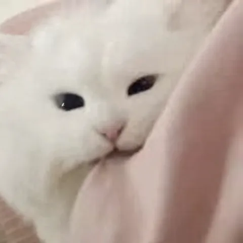 Белый кот прикусывает розовую ткань.