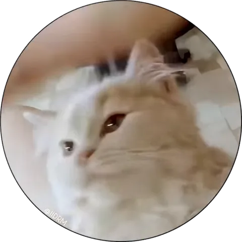 Котёнок складывает лапки в форме сердечка и смотрит в камеру.