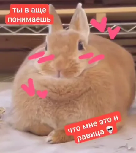 Рыжий пушистый кролик с закрытыми глазами и розовыми сердечками вокруг, на фоне текста «ты в аще понимаешь».
