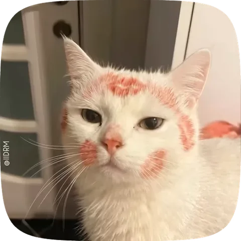 Анимация белого кота с нарисованными на щеках и лбу розовыми пятнами, который спокойно смотрит в объектив.