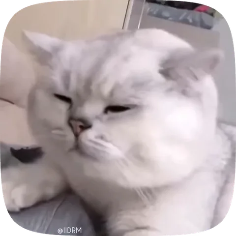Анимация белого пушистого кота, который сонно жмурится и моргает.