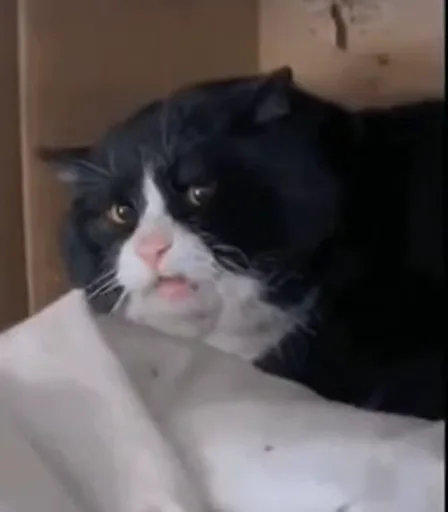 Кот с высунутым языком