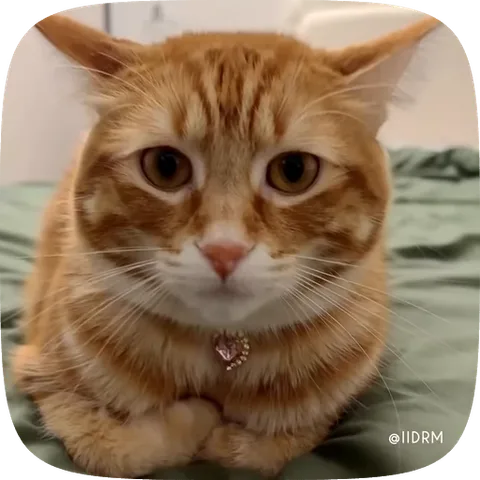 Крупный план рыжего кота с ошейником-сердечком, который медленно приближается к камере, не отводя взгляда.