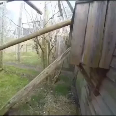 Видео, на котором гиббон быстро приближается к объективу и показывает язык.