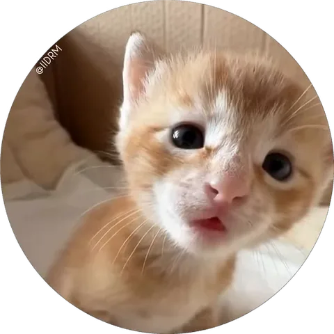 Крупный план мордочки рыжего котёнка с большими чёрными глазами, который открывает ротик.