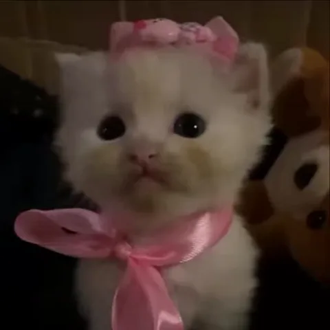 Белый котёнок в розовом бантике зевает.