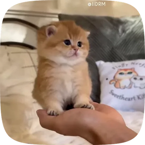 Рыжий котёнок с большими глазами сидит на руке человека на фоне кровати с подушками.