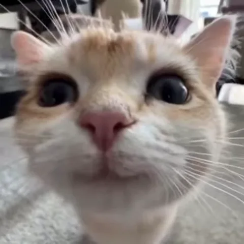 Крупный план морды рыжего кота с большими глазами, который смотрит прямо на зрителя.