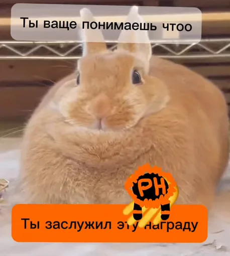 Крупный план пушистого рыжего кролика с текстом «Ты ваще понимаешь чтоо» сверху и «Ты заслужил эту награду» снизу.