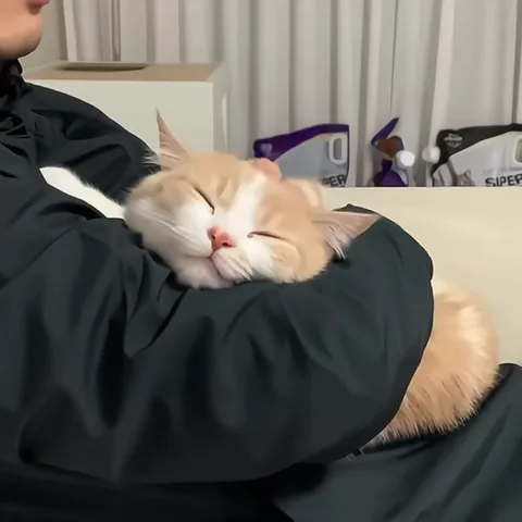 Спящий рыжий кот в руках человека