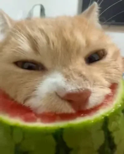 Крупный план рыжего кота, который ест мякоть из половинки арбуза.