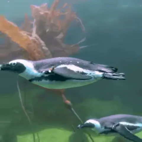 Пингвины плавают под водой на фоне бурых водорослей и зелёного дна.